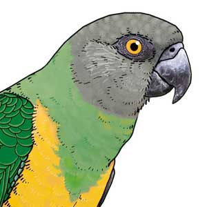 Kleinanzeigen Fur Vogelzuchter Europas Grosster Vogelmarkt Mohrenkopfpapagei Poicephalus Senegalus Kleinanzeigen Fur Vogelzuchter Europas Grosster Vogelmarkt Mohrenkopfpapagei Poicephalus Senegalus