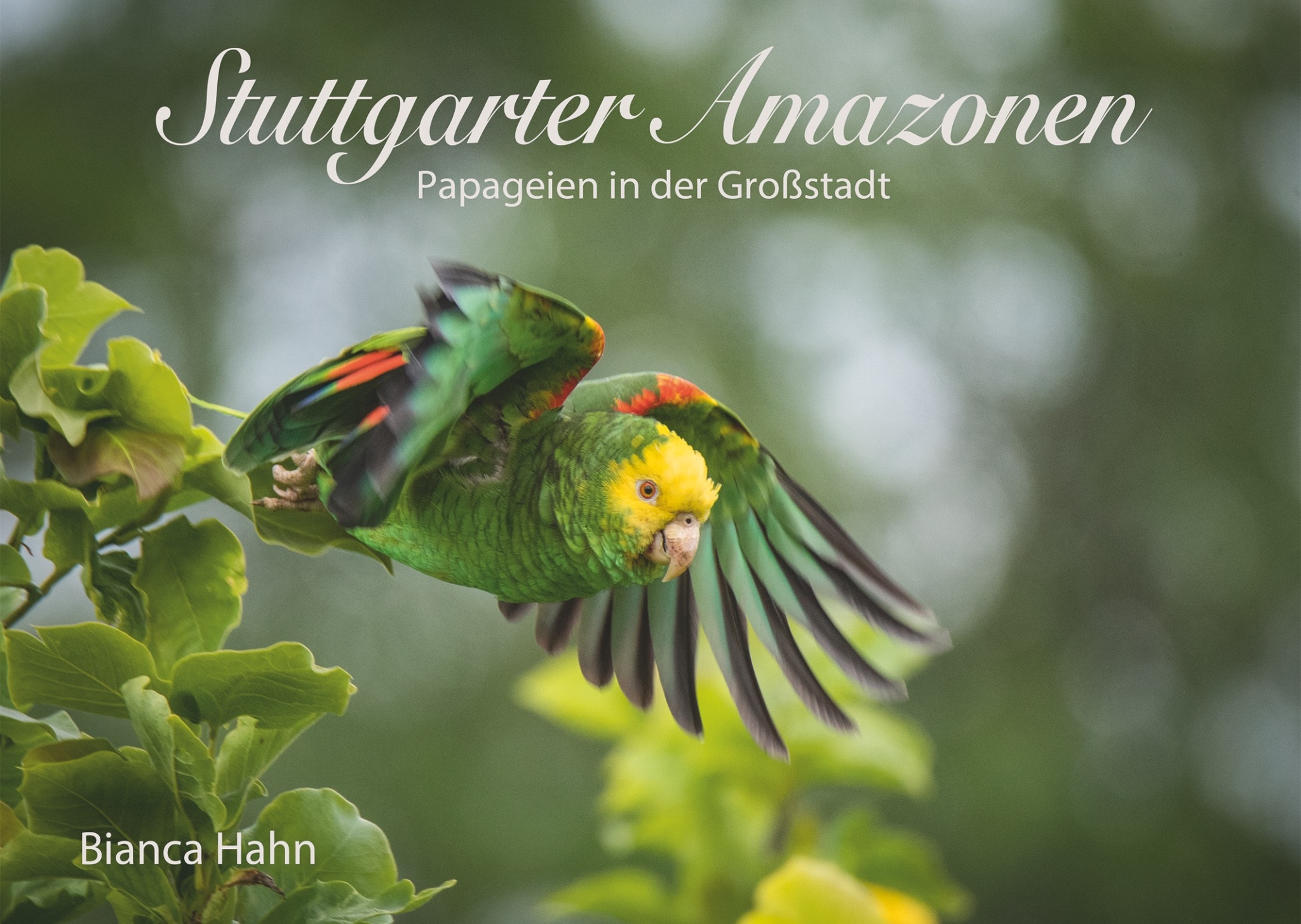 Hahn Bianca Stuttgarter Amazonen Papageien In Der Grossstadt Bucher