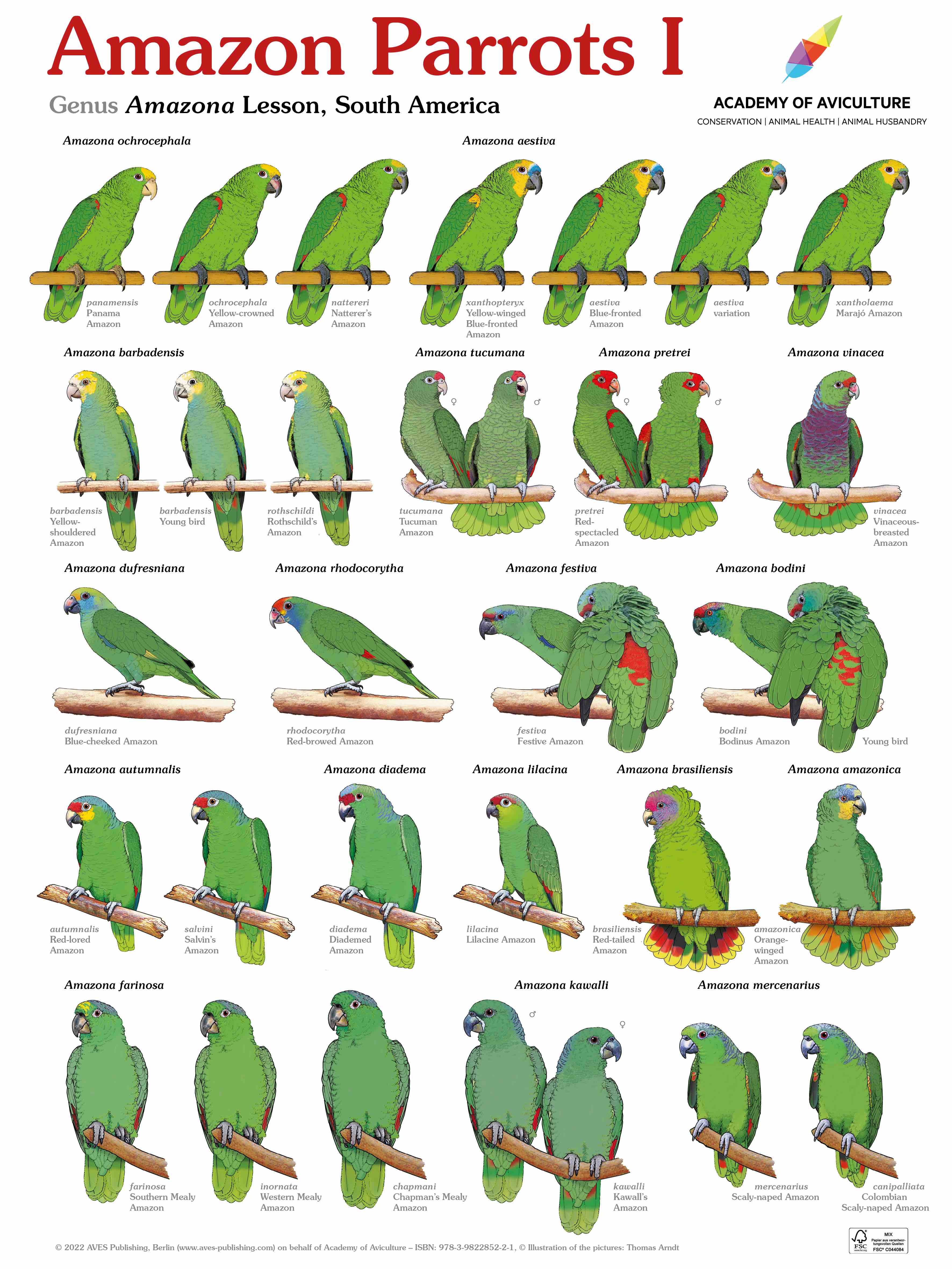 Types Of Amazon Parrots Amazon Parrots Birdy Blog