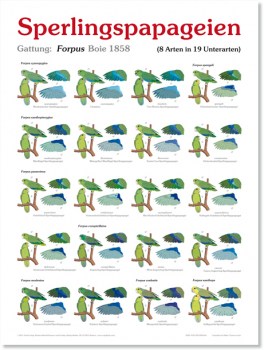 Forpus-Poster-large