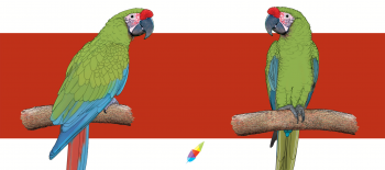 Großer_Soldatenara_neu