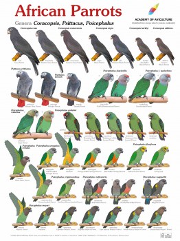 Poster_African_Parrots_engl