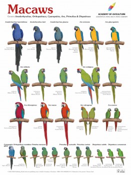 Poster_Macaws_engl