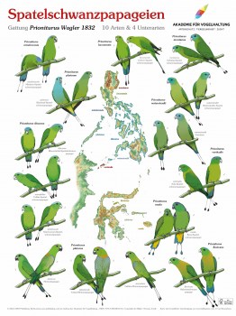 Poster_Spatelschwanzpapageien_deutsch