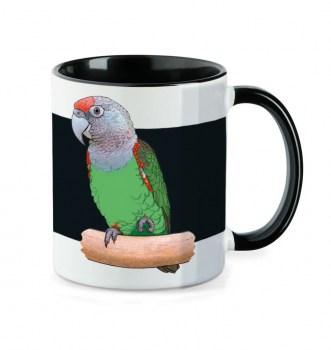 Schwarz_Graukopfpapagei