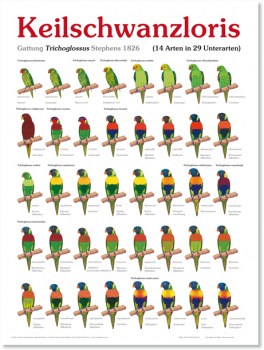 Trichoglossus-Poster-large